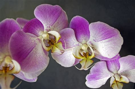 flowers bangkok|native flowers of thailand.